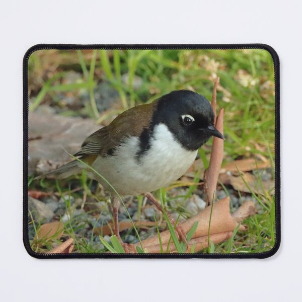 Item preview, Black headed honeyeater designed and sold by Simon  King.