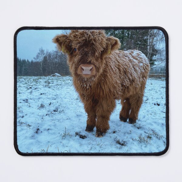 Item preview, Scottish Highland Cattle Calf 2628 designed and sold by SaarelaHighland.