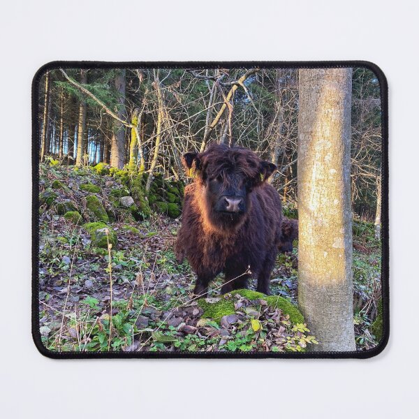 Item preview, Scottish Highland Cattle Calf 2600 designed and sold by SaarelaHighland.