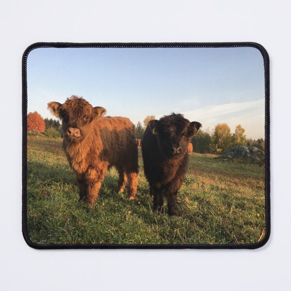 Item preview, Scottish Highland Cattle Calves 2547 designed and sold by SaarelaHighland.