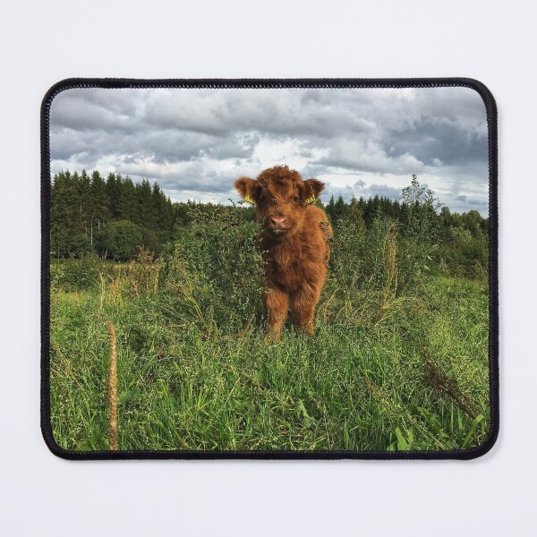 Item preview, Scottish Highland Cattle Calf 2521 designed and sold by SaarelaHighland.