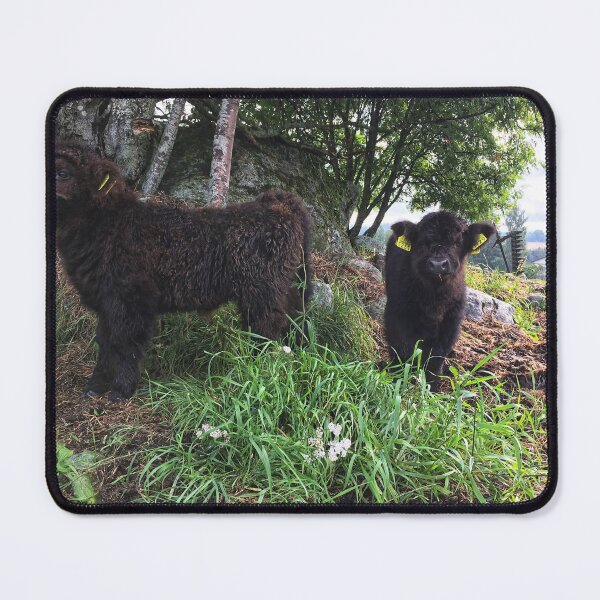 Item preview, Scottish Highland Cattle Calves 2500 designed and sold by SaarelaHighland.