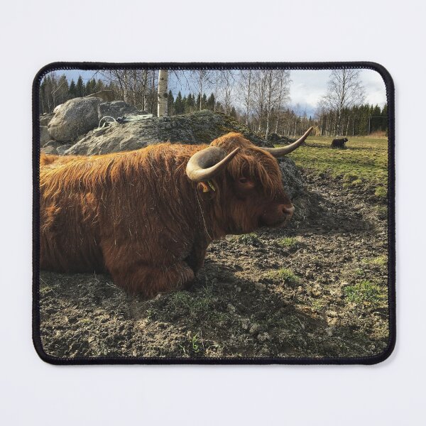 Item preview, Scottish Highland Cattle Bull 2384 designed and sold by SaarelaHighland.