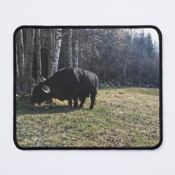 Item preview, Scottish Highland Cattle Bull 2371 designed and sold by SaarelaHighland.
