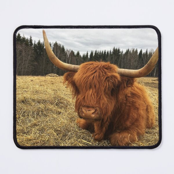 Item preview, Scottish Highland Cattle Cow 2366 designed and sold by SaarelaHighland.