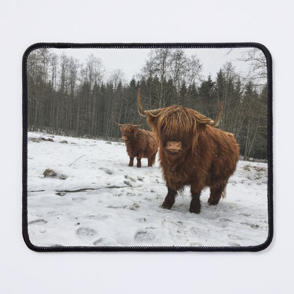 Item preview, Scottish Highland Cattle Cows 2247 designed and sold by SaarelaHighland.