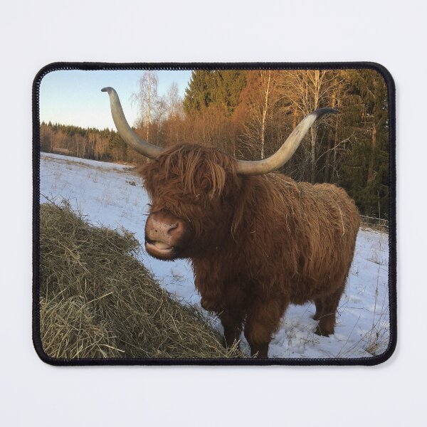 Item preview, Scottish Highland Cattle Cow 2195 designed and sold by SaarelaHighland.
