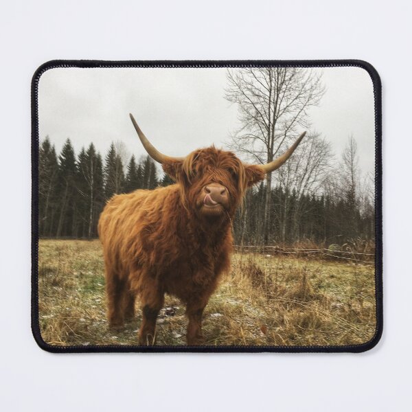 Item preview, Scottish Highland Cattle Cow 2170 designed and sold by SaarelaHighland.