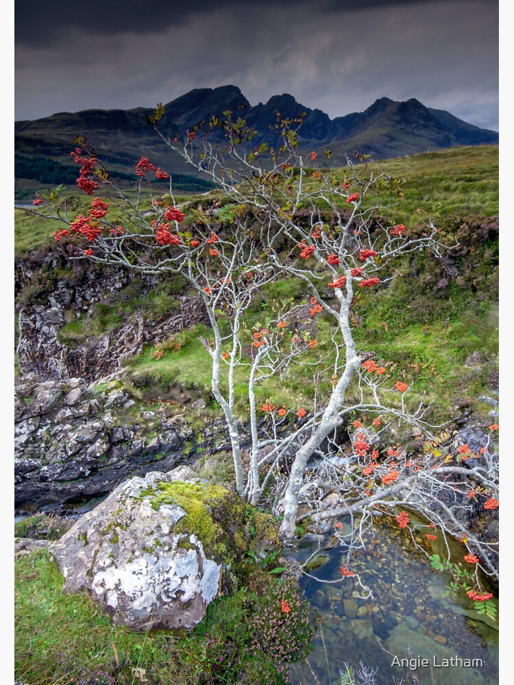 Highland Rowan Tree by AngelaBarnett