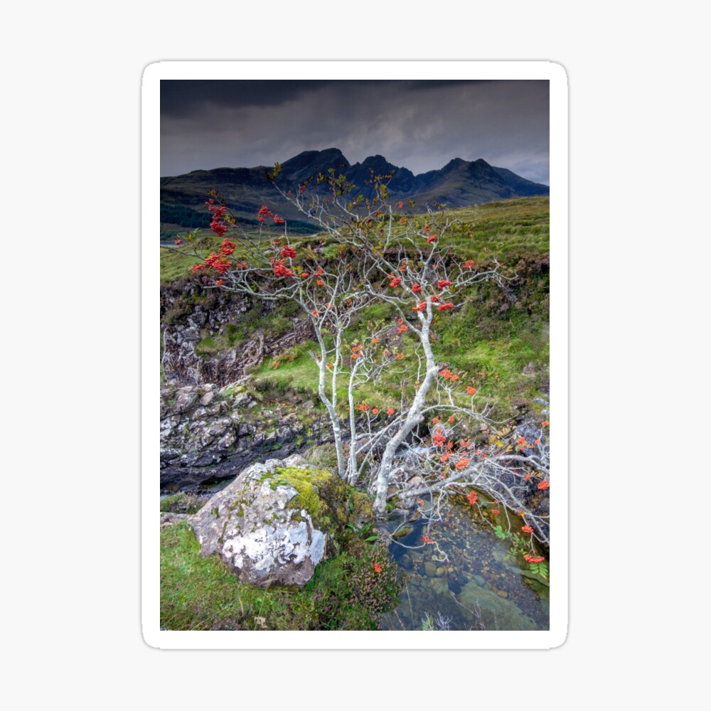 Highland Rowan Tree Sticker