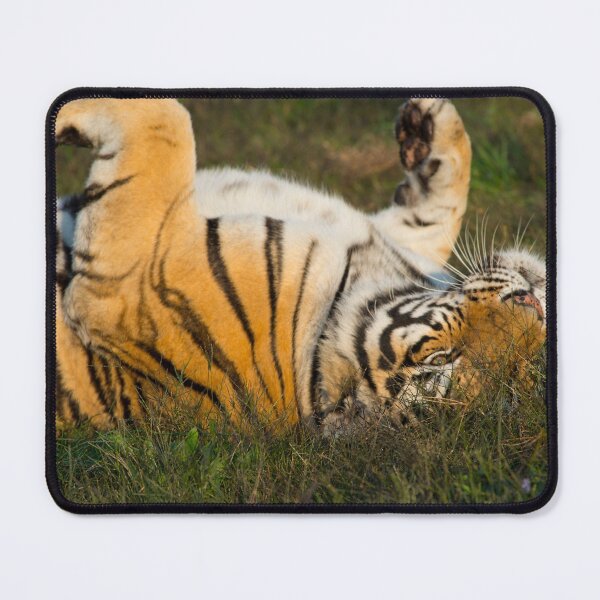 Item preview, Siberian Tiger rolling in the grass designed and sold by oz10.