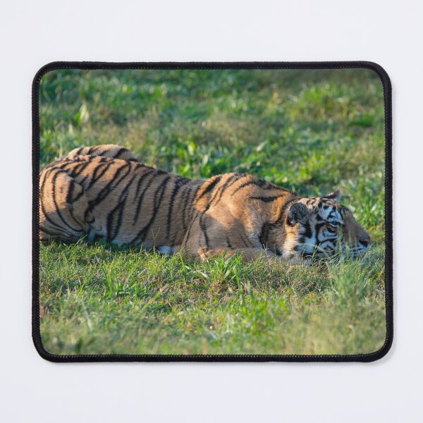 Item preview, Siberian Tiger crouching in the grass designed and sold by oz10.