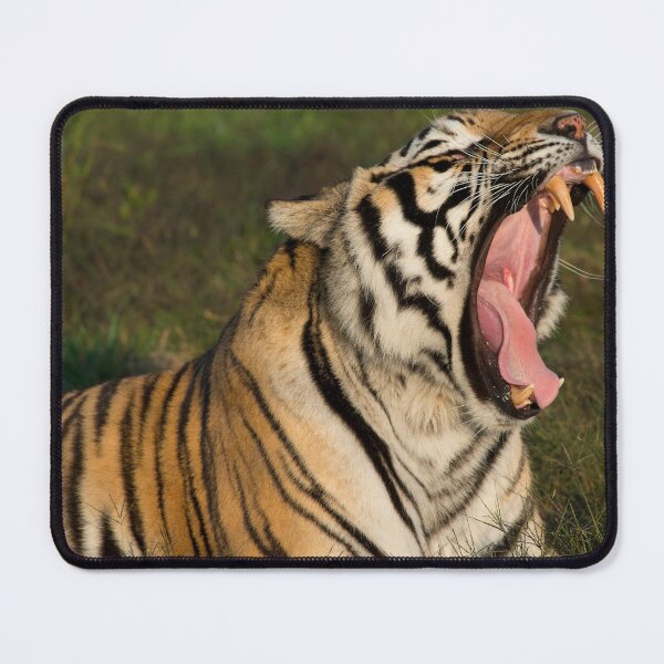 Item preview, Tiger Teeth designed and sold by oz10.