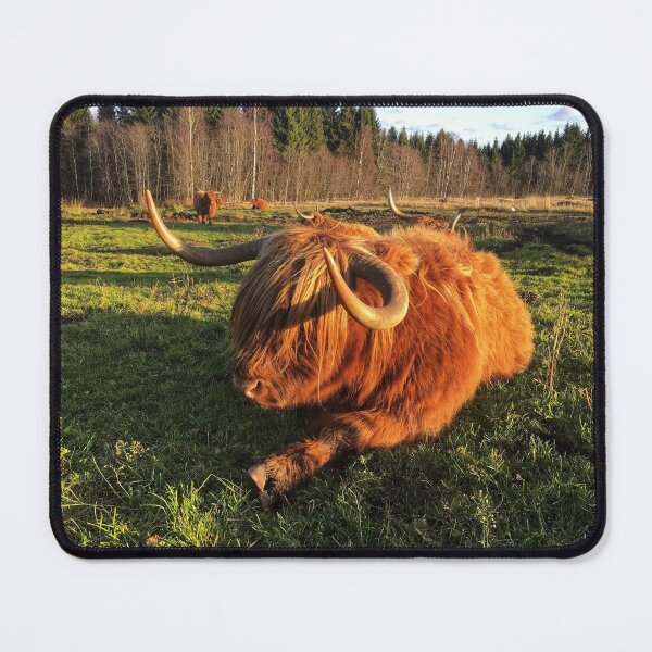 Item preview, Scottish Highland Cattle Cow 2148 designed and sold by SaarelaHighland.