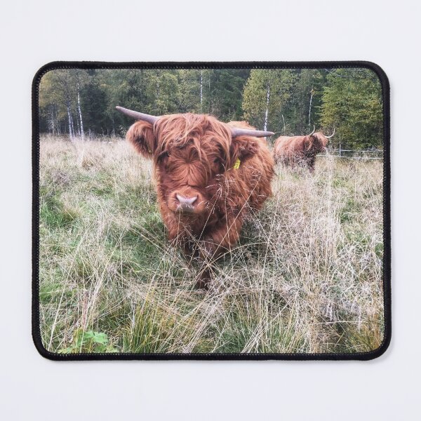 Item preview, Scottish Highland Cattle Calf 2121 designed and sold by SaarelaHighland.