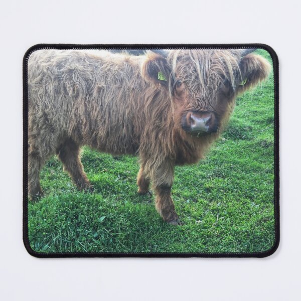 Item preview, Scottish Highland Cattle Calf 2107 designed and sold by SaarelaHighland.