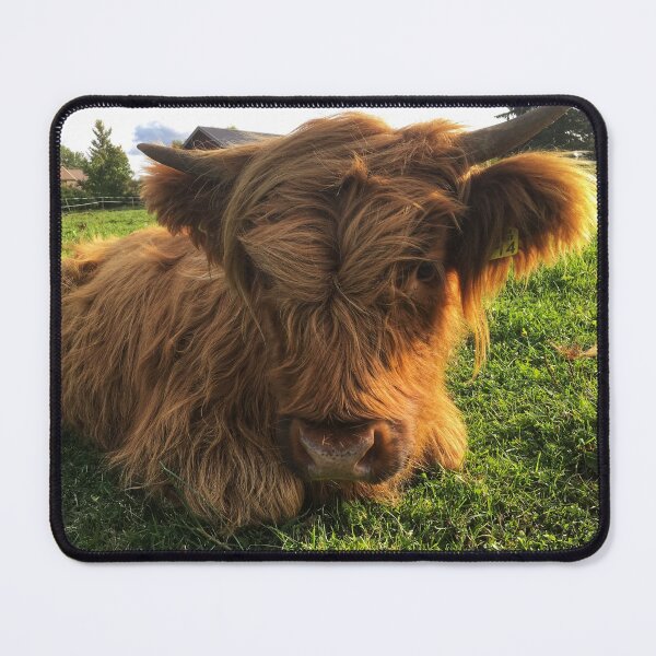 Item preview, Scottish Highland Cattle Calf 2106 designed and sold by SaarelaHighland.