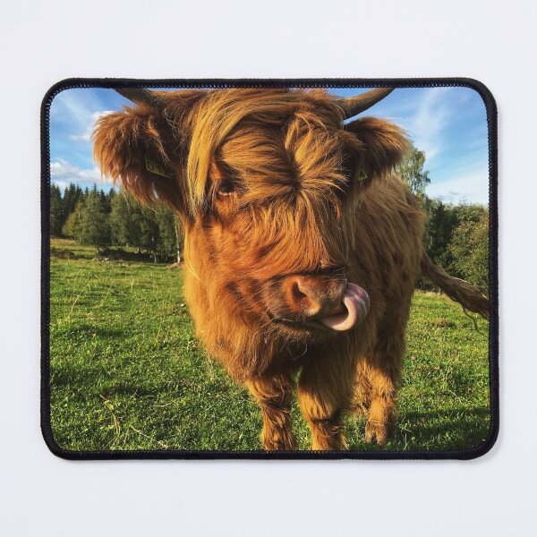 Item preview, Scottish Highland Cattle Calf 2105 designed and sold by SaarelaHighland.
