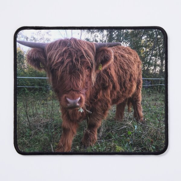 Item preview, Scottish Highland Cattle Calf 2104 designed and sold by SaarelaHighland.