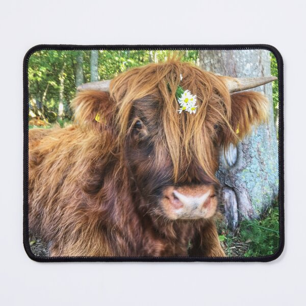 Item preview, Scottish Highland Cattle Calf 2097 designed and sold by SaarelaHighland.