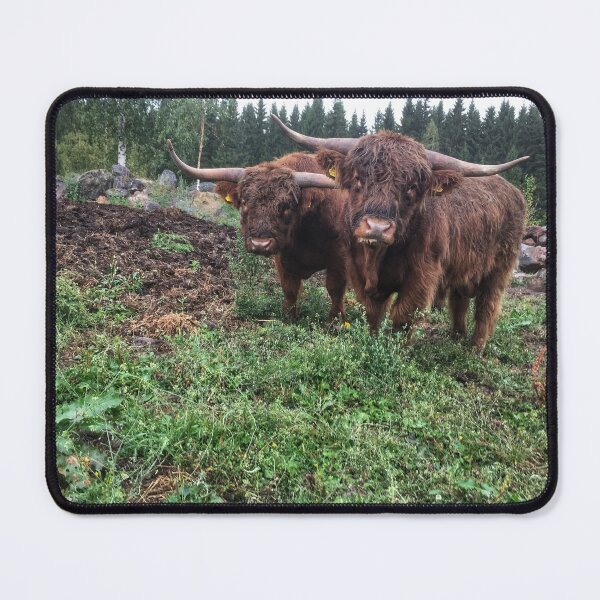 Item preview, Scottish Highland Cattle Bulls 2082 designed and sold by SaarelaHighland.