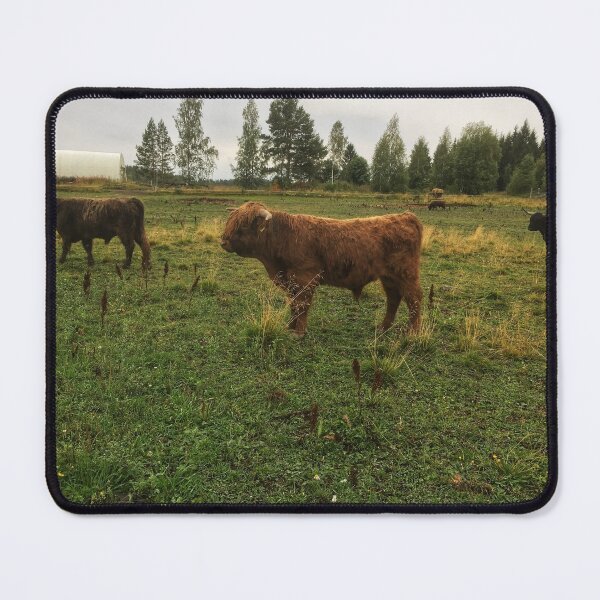 Item preview, Scottish Highland Cattle Bulls 2080 designed and sold by SaarelaHighland.