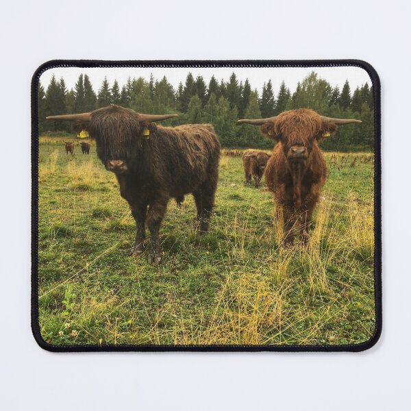 Item preview, Scottish Highland Cattle Bulls 2079 designed and sold by SaarelaHighland.