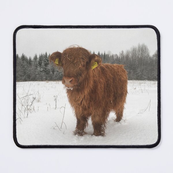 Item preview, Scottish Highland Cattle Calf 1862 designed and sold by SaarelaHighland.