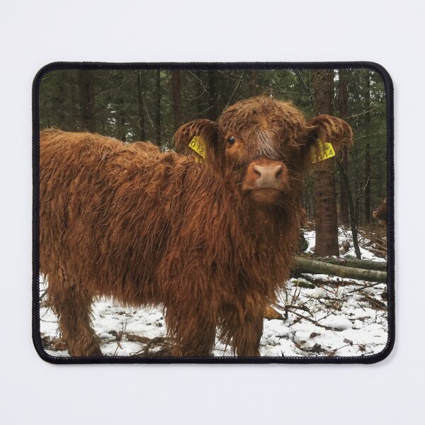 Item preview, Scottish Highland Cattle Calf 1858 designed and sold by SaarelaHighland.