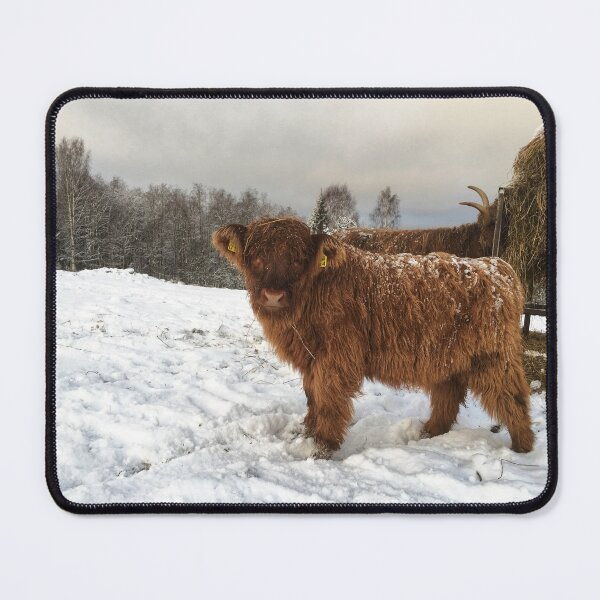 Item preview, Scottish Highland Cattle Calf 1855 designed and sold by SaarelaHighland.