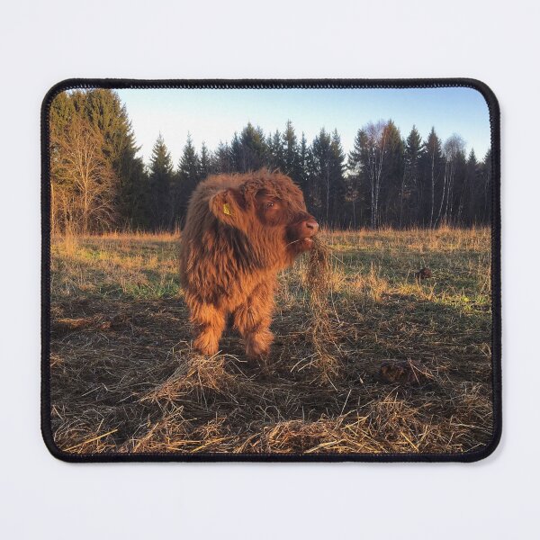 Item preview, Scottish Highland Cattle Calf 1849 designed and sold by SaarelaHighland.