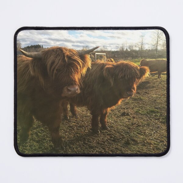 Item preview, Scottish Highland Cattle Calves 1843 designed and sold by SaarelaHighland.