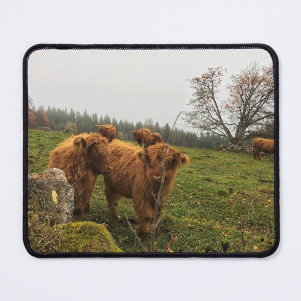 Item preview, Scottish Highland Cattle Calves 1839 designed and sold by SaarelaHighland.