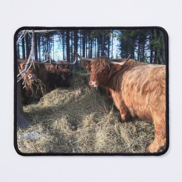 Item preview, Scottish Highland Cattle Cows 1831 designed and sold by SaarelaHighland.
