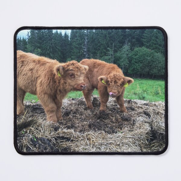 Item preview, Scottish Highland Cattle Calves 1817 designed and sold by SaarelaHighland.