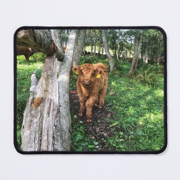Item preview, Scottish Highland Cattle Calf 1816 designed and sold by SaarelaHighland.