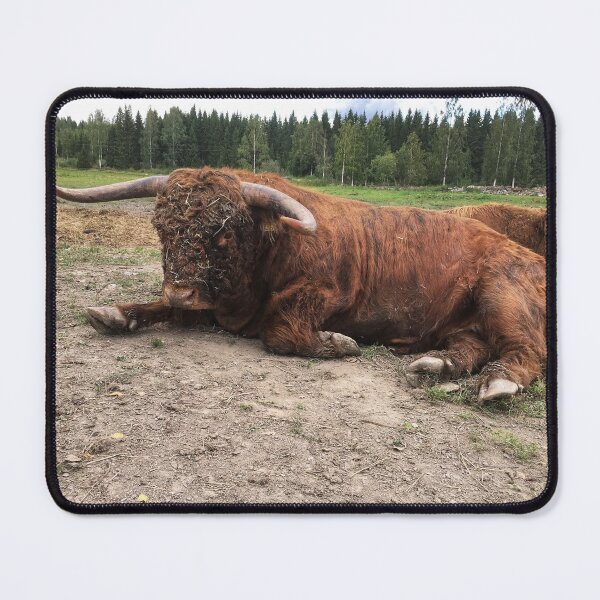 Item preview, Scottish Highland Cattle Bull 1809 designed and sold by SaarelaHighland.