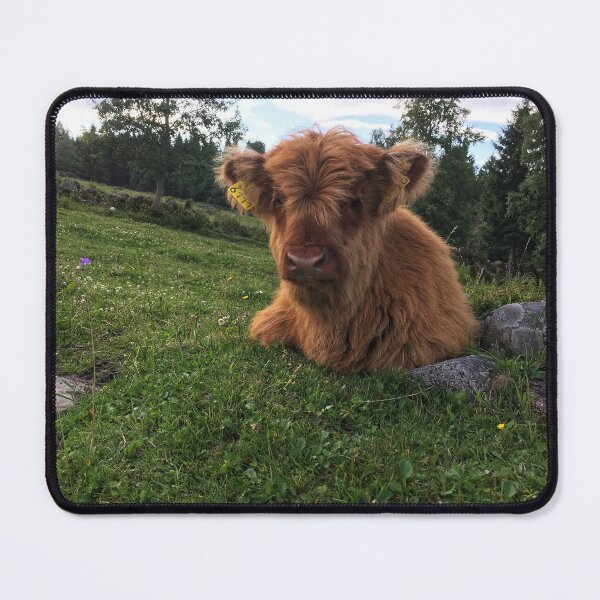 Item preview, Scottish Highland Cattle Calf 1798 designed and sold by SaarelaHighland.