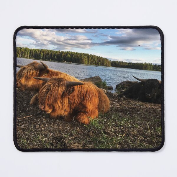 Item preview, Scottish Highland Cattle Bulls 1790 designed and sold by SaarelaHighland.