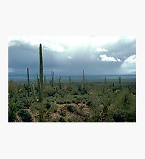 Arizona Desert and Cactuses Photographic Print