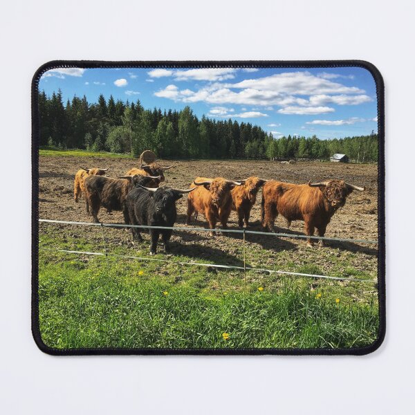Item preview, Scottish Highland Cattle Bulls 1766 designed and sold by SaarelaHighland.