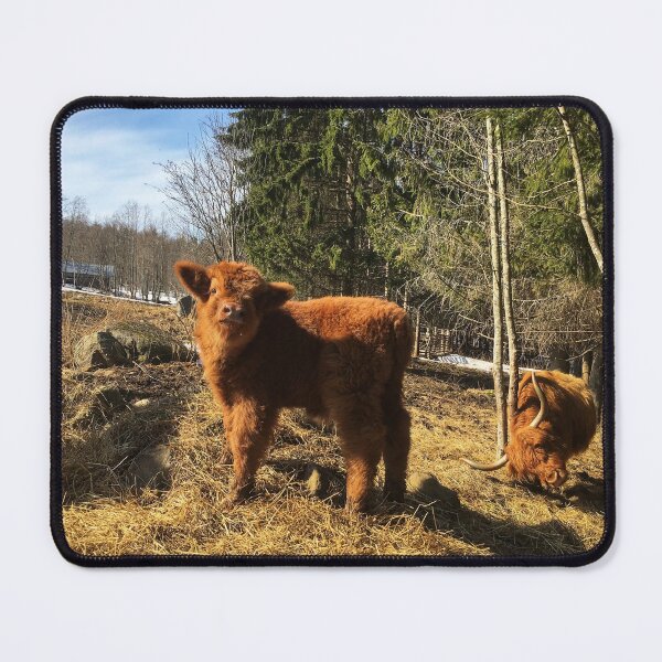 Item preview, Scottish Highland Cattle Cow and Calf 1742 designed and sold by SaarelaHighland.