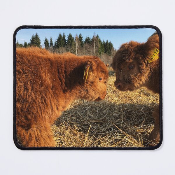 Item preview, Scottish Highland Cattle Calves 1739 designed and sold by SaarelaHighland.
