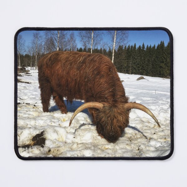 Item preview, Scottish Highland Cattle Bull 1737 designed and sold by SaarelaHighland.