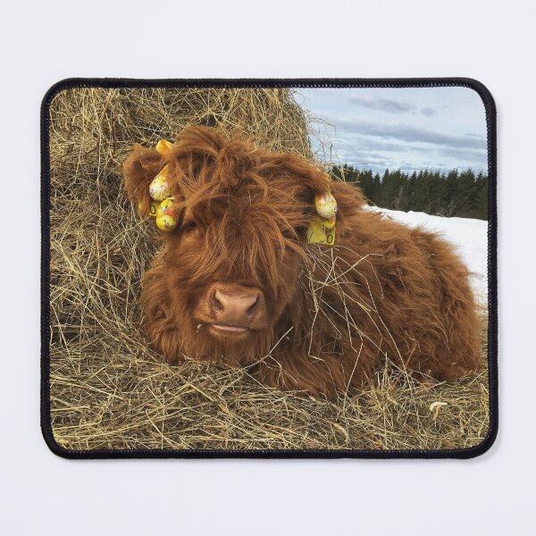 Item preview, Scottish Highland Cattle Calf 1717 designed and sold by SaarelaHighland.