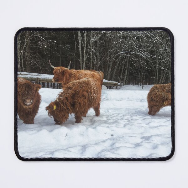 Item preview, Scottish Highland Cattle Calves 1690 designed and sold by SaarelaHighland.