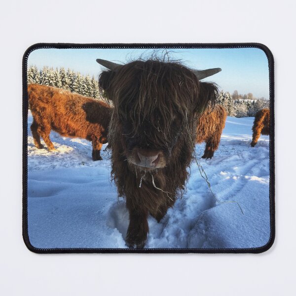 Item preview, Scottish Highland Cattle Calf 1670 designed and sold by SaarelaHighland.