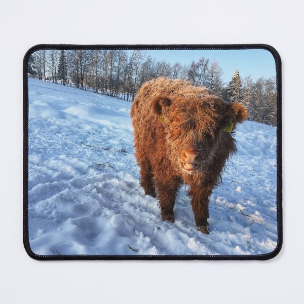 Item preview, Scottish Highland Cattle Calf 1652 designed and sold by SaarelaHighland.