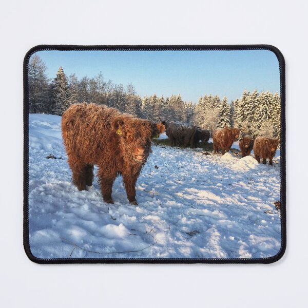 Item preview, Scottish Highland Cattle Calf 1651 designed and sold by SaarelaHighland.
