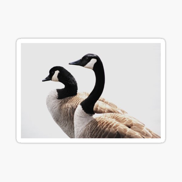 Item preview,  Canada Geese In Profile designed and sold by Laurie Minor.